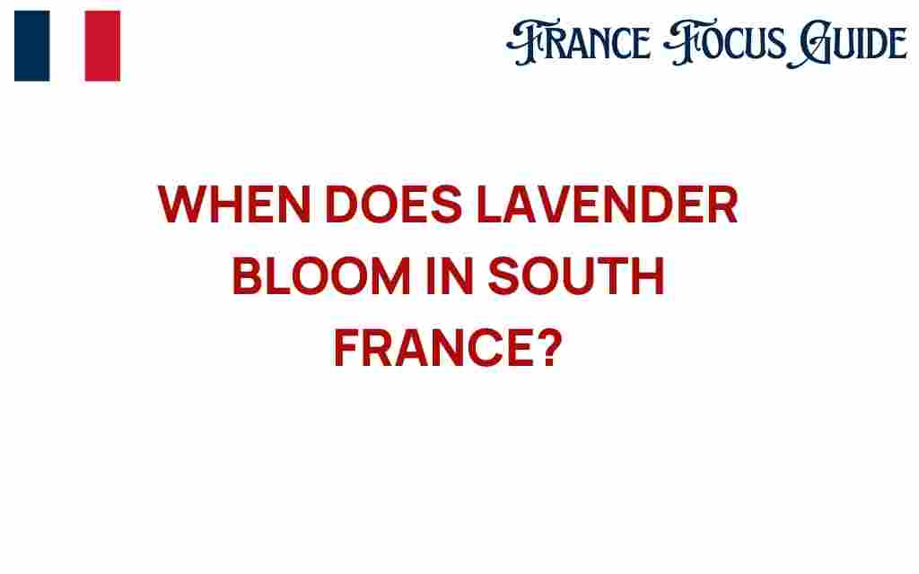 discover-lavender-bloom-south-france